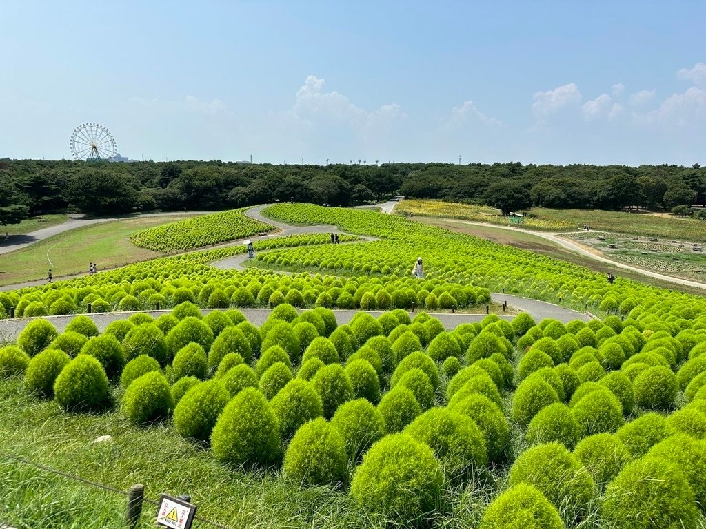 2024夏東日本之旅day4-茨城縣國營常陸海濱公園&amp;偕樂園