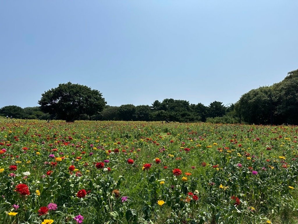 2024夏東日本之旅day4-茨城縣國營常陸海濱公園&amp;偕樂園