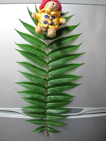 香草漢堡排