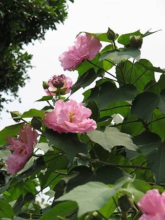 IMG_1310.jpg