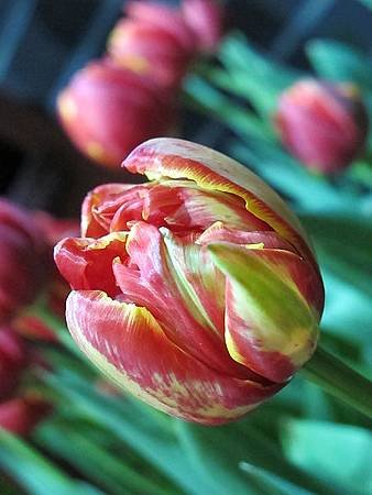 IMG_0557.jpg