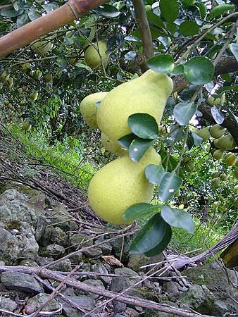 P1000147.JPG