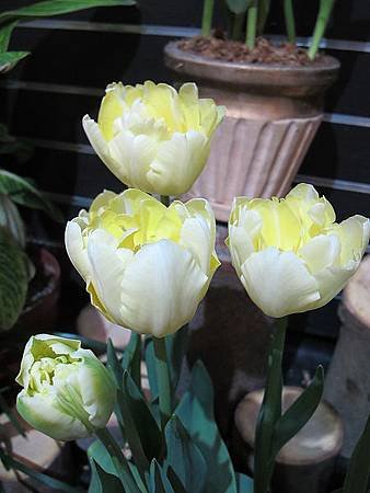 IMG_0529.jpg