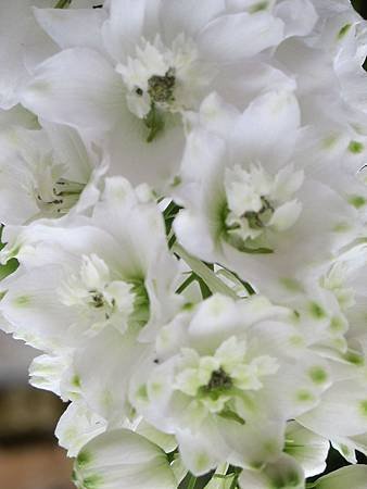 IMG_0896.jpg