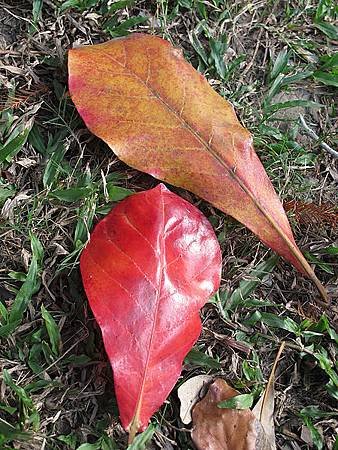 IMG_1468.jpg