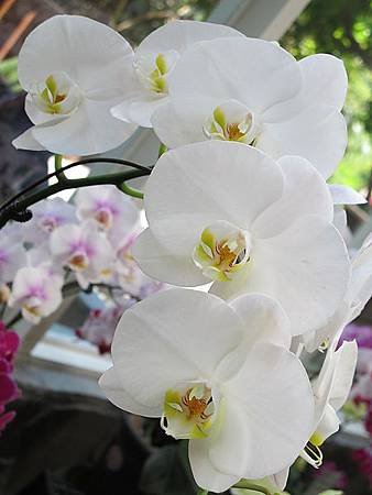 IMG_2540.jpg