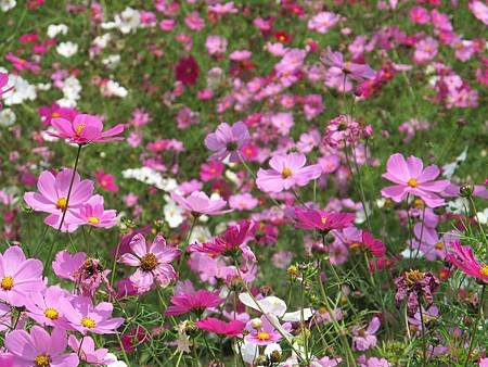 IMG_1178.jpg