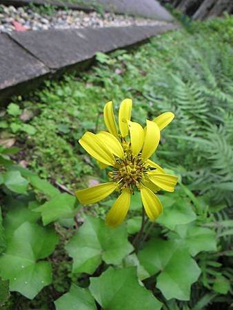 IMG_2131.jpg