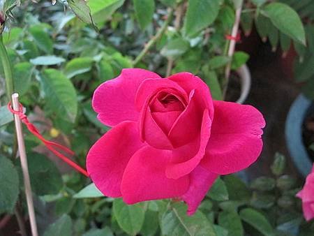 IMG_1016.jpg