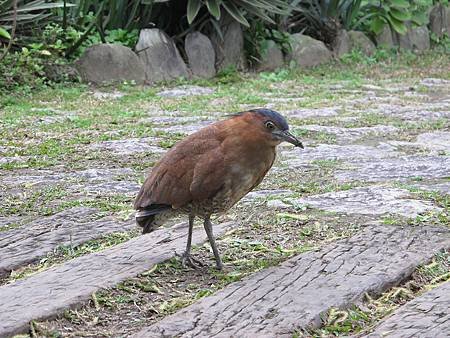 IMG_2117.jpg