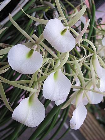 IMG_1167.jpg