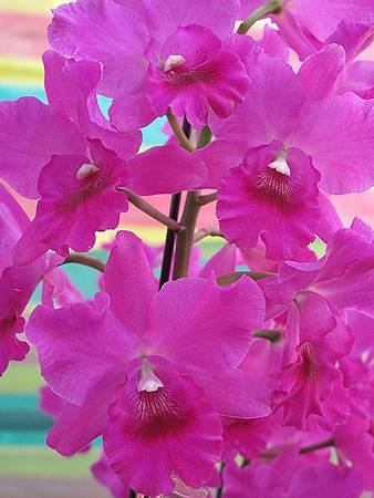 IMG_1091.jpg