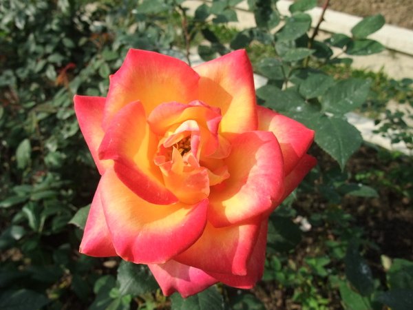 DSCF2676.JPG
