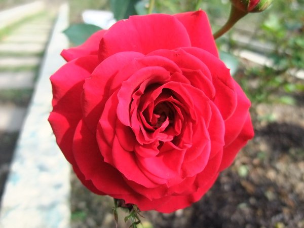 DSCF2677.JPG