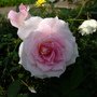 DSCF2651.JPG