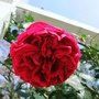 DSCF2659.JPG