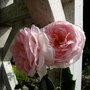 DSCF2661.JPG