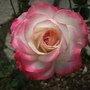 DSCF2667.JPG