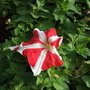 DSCF2684.JPG