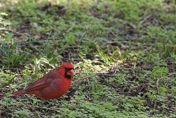 Red Bird 1