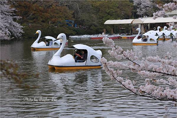 井之頭公園1