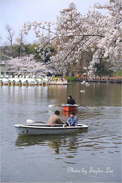 井之頭公園2