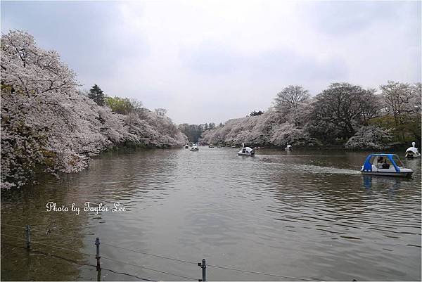 井之頭公園3