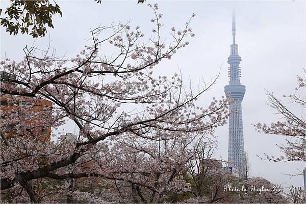 錦系公園2