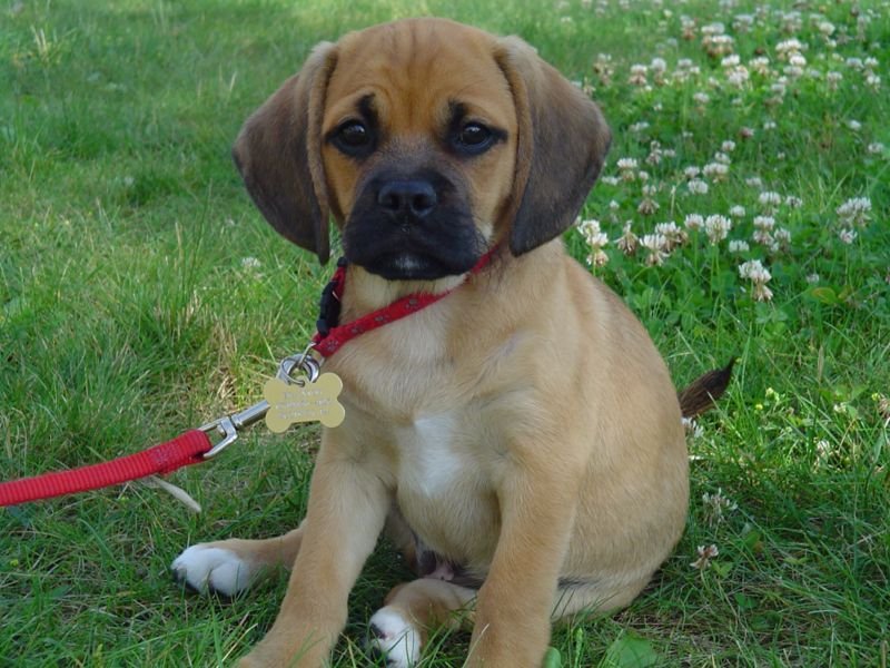 puggle