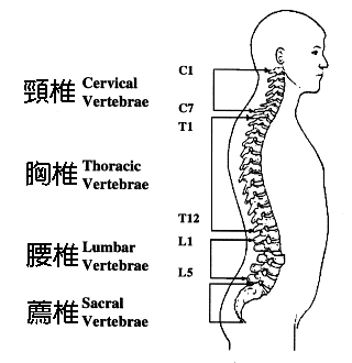 spine1