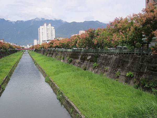 台灣欒樹