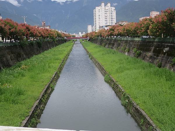台灣欒樹1