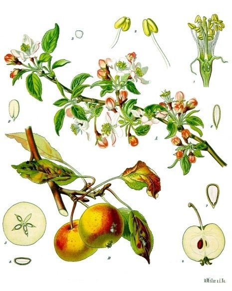 Malus_domestica_-_Köhler–s_Medizinal-Pflanzen-108