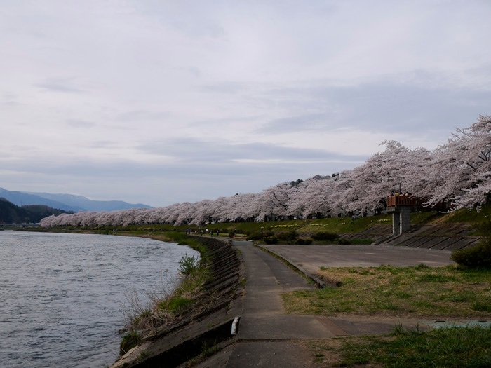 2014春~上高地&amp;東北賞櫻~第五天~角館(武家屋敷&amp;桧木内