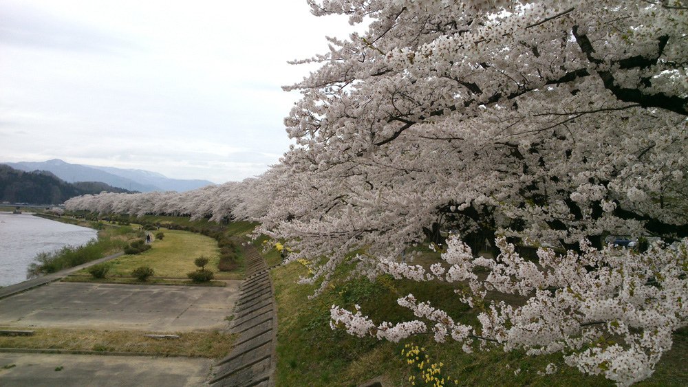 2014春~上高地&amp;東北賞櫻~第五天~角館(武家屋敷&amp;桧木内
