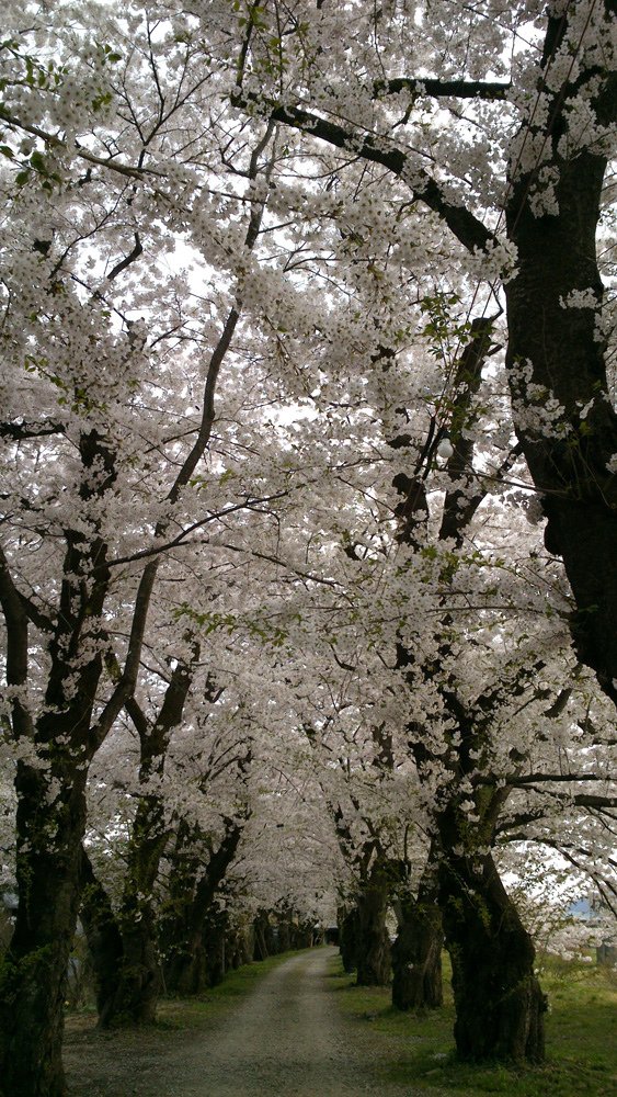 2014春~上高地&amp;東北賞櫻~第五天~角館(武家屋敷&amp;桧木内