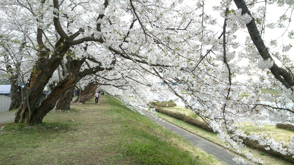 2014春~上高地&amp;東北賞櫻~第五天~角館(武家屋敷&amp;桧木内