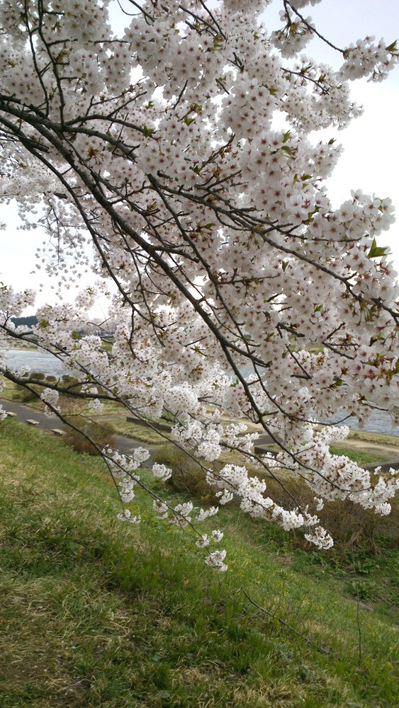 2014春~上高地&amp;東北賞櫻~第五天~角館(武家屋敷&amp;桧木内