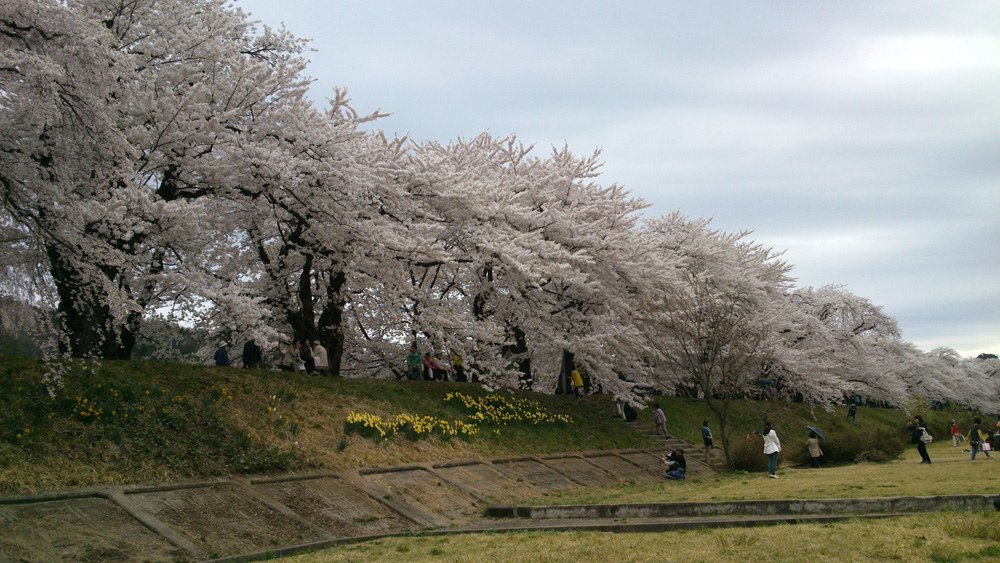 2014春~上高地&amp;東北賞櫻~第五天~角館(武家屋敷&amp;桧木内