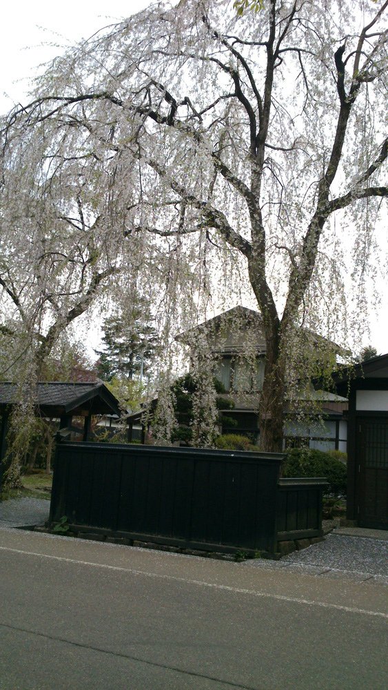 2014春~上高地&amp;東北賞櫻~第五天~角館(武家屋敷&amp;桧木内