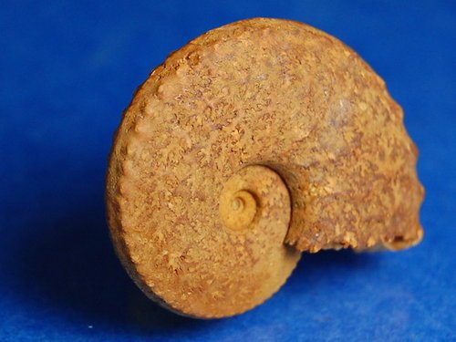 Schloenbachia 施羅恩巴赫菊石 (哈薩克)
