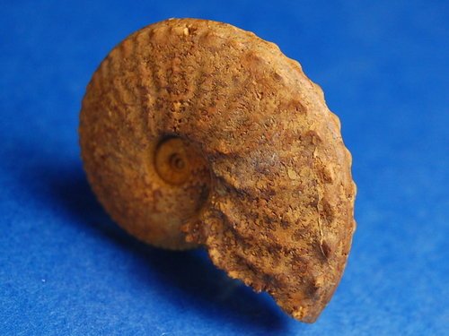 Schloenbachia 施羅恩巴赫菊石 (哈薩克)