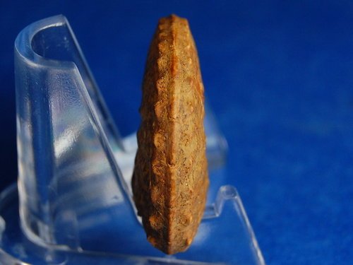 Schloenbachia 施羅恩巴赫菊石 (哈薩克)