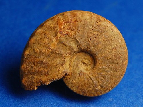 Schloenbachia 施羅恩巴赫菊石 (哈薩克)