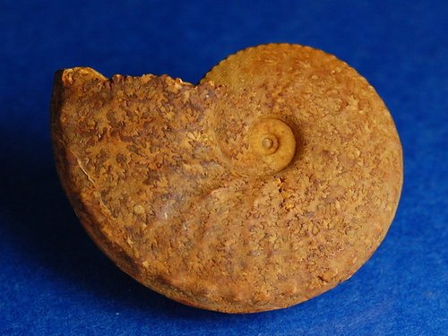 Schloenbachia 施羅恩巴赫菊石 (哈薩克)