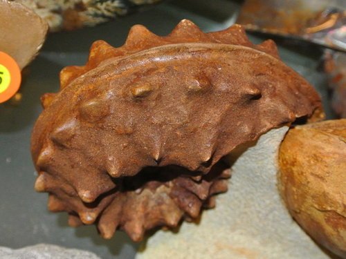 Schloenbachia 施羅恩巴赫菊石 (哈薩克)