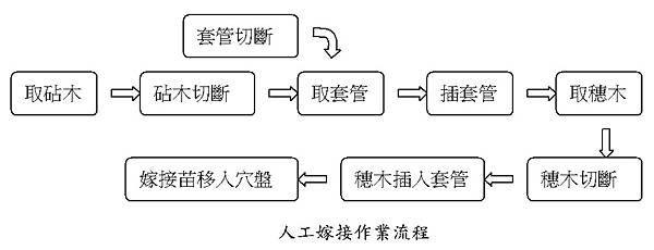 人工套管嫁接流程