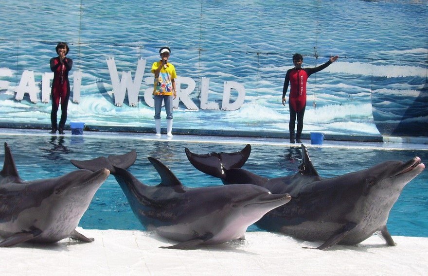 dolphin_show_safari_world_bangkok