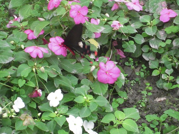 DSCN3789.JPG