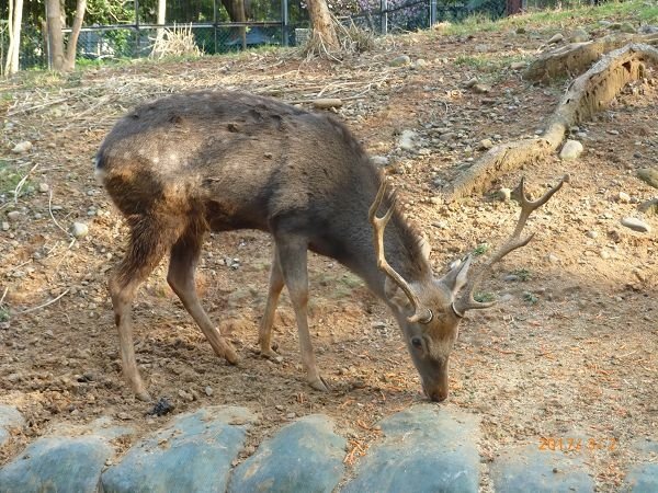 新竹賞花之旅 ~ 新竹市立動物園